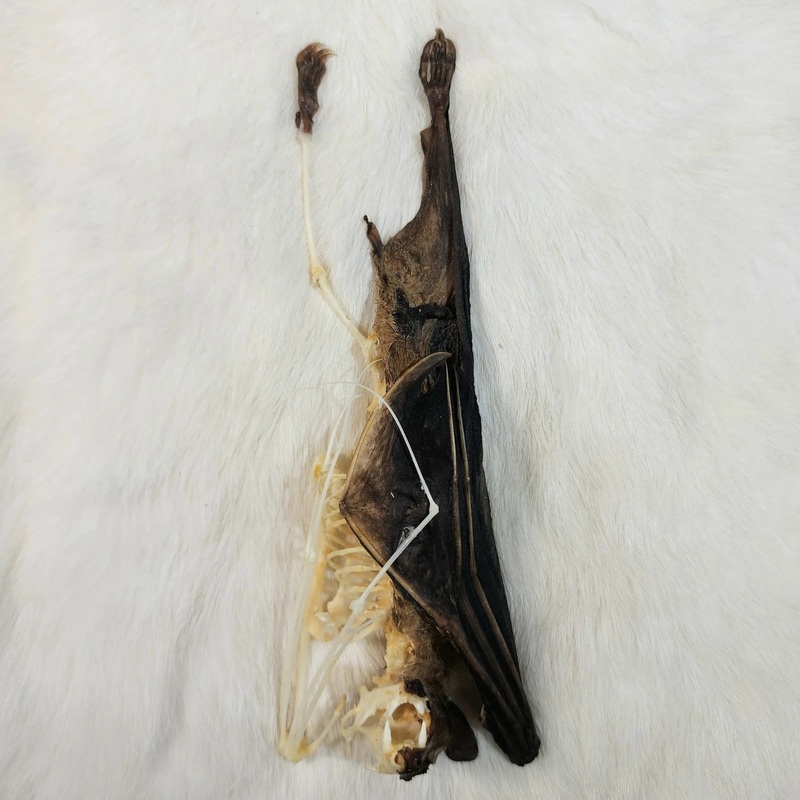 Cave Nectar Bat – Comparative Anatomy
