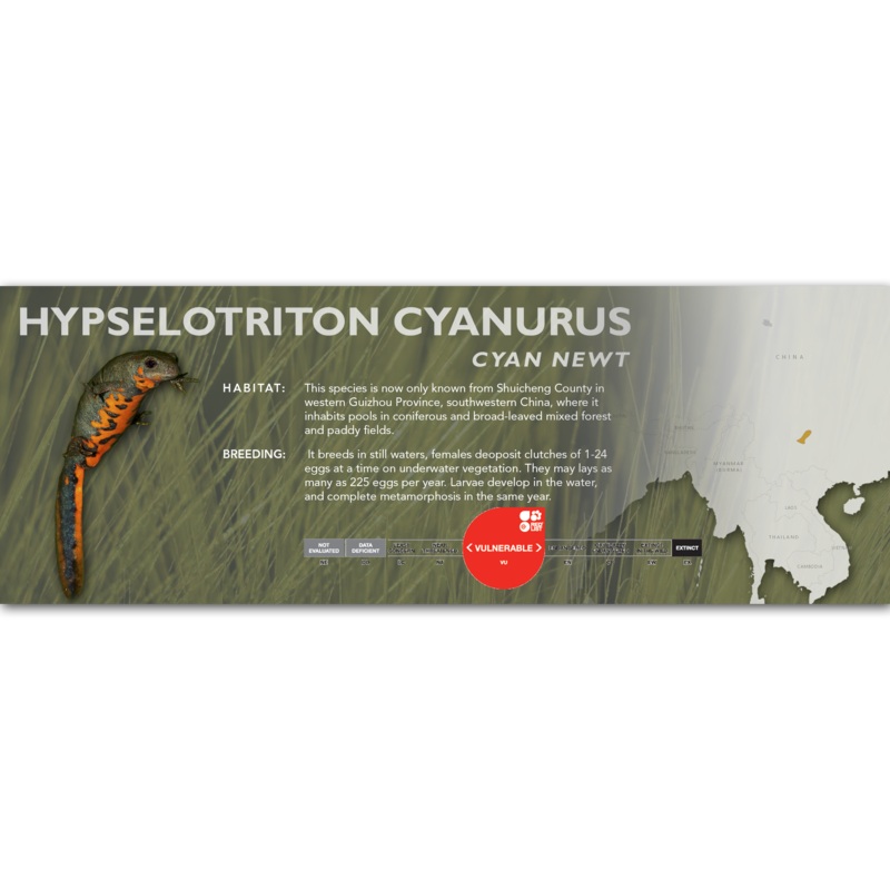 Cyan Newt (Hypselotriton cyanurus) – Classic Vivarium Label