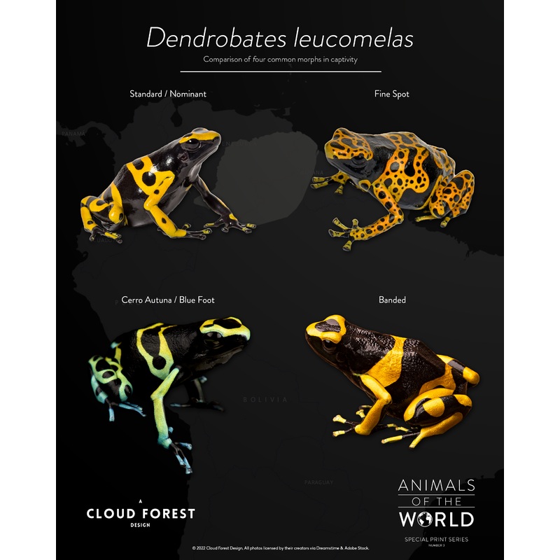 Dendrobates leucomelas – 8″ x 10″ Print – Animals of the World Print Series #3
