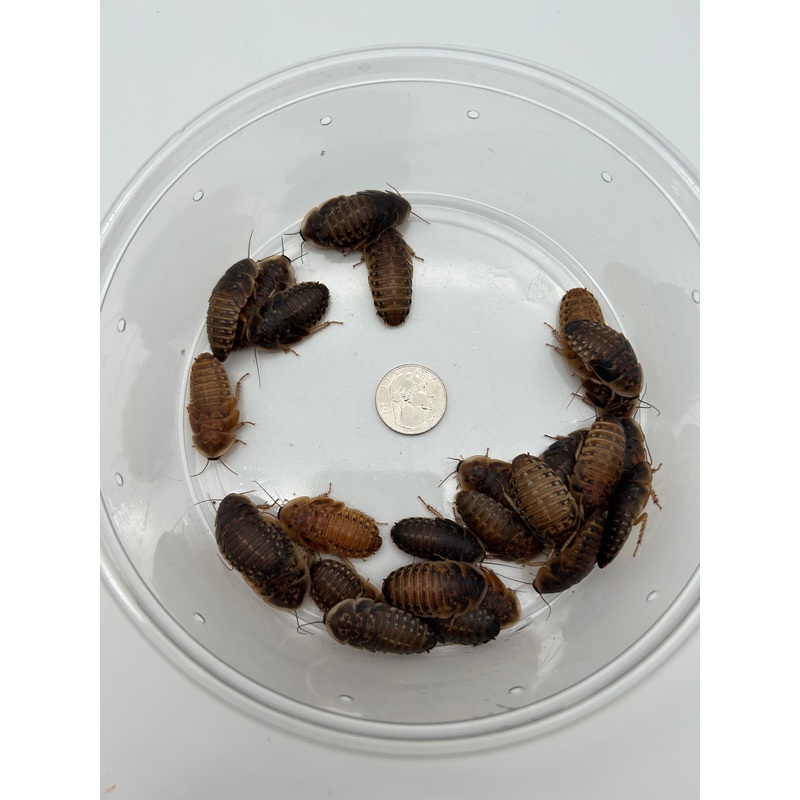 Extra Large Dubia Roach
