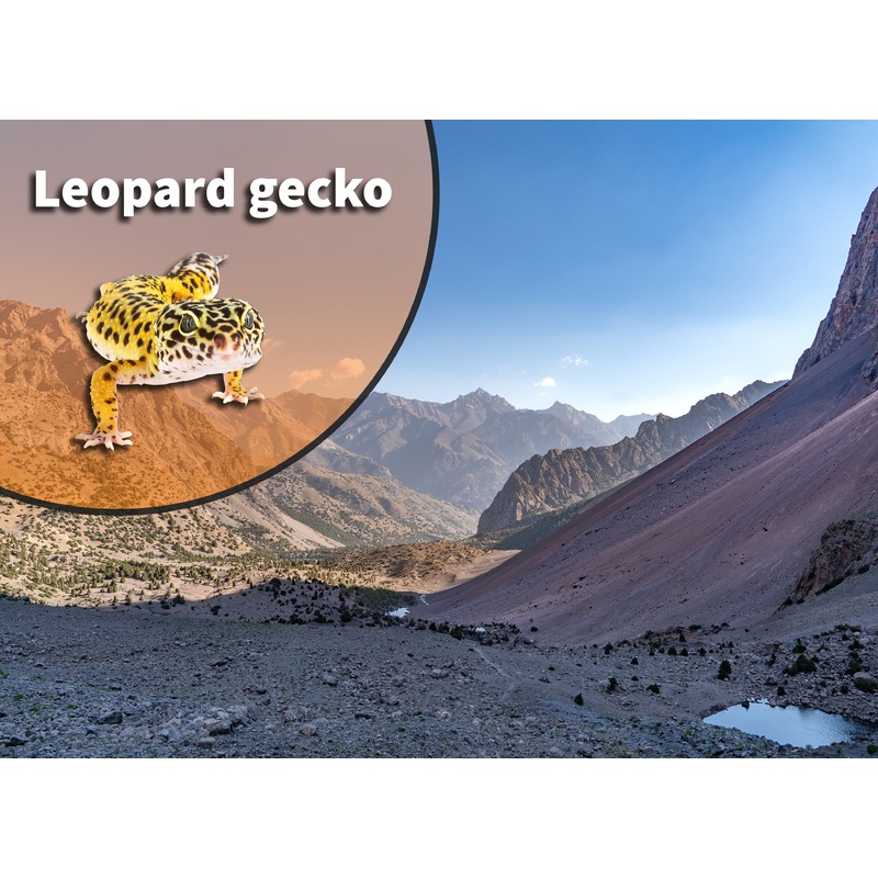 Leopard Gecko (Eublepharis macularius) Bioactive Vivarium Kit 10 gallon