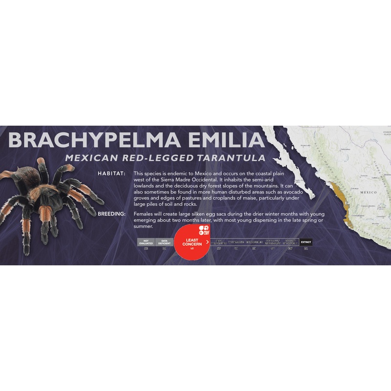 Mexican Red-Legged Tarantula (Brachypelma emilia) – Classic Vivarium Label