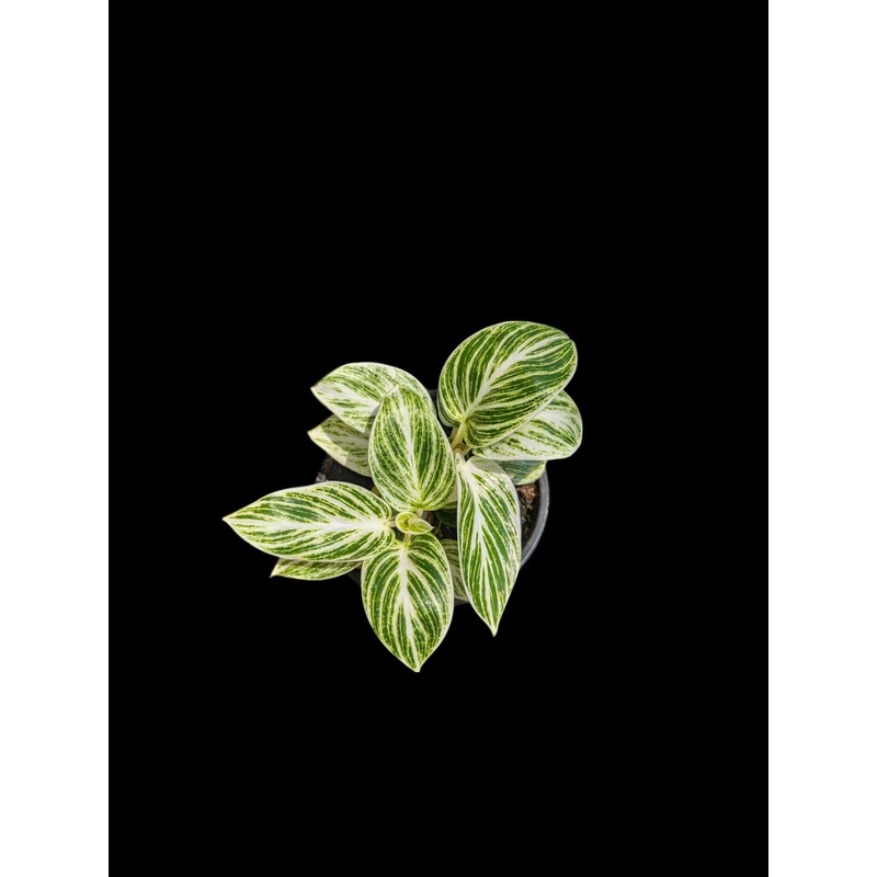 Philodendron Birkin ‘White Measure’ 4 Pot