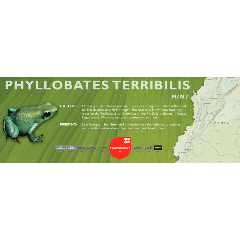 Phyllobates terribilis – Classic Vivarium Label Mint