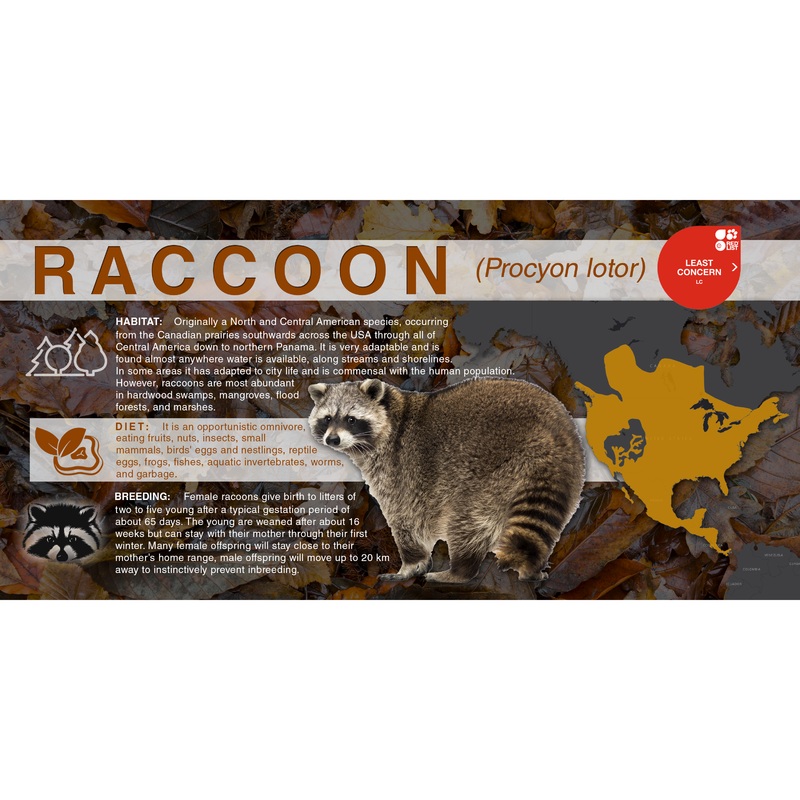 Racoon (Procyon lotor) – Aluminum Sign No SmartShield
