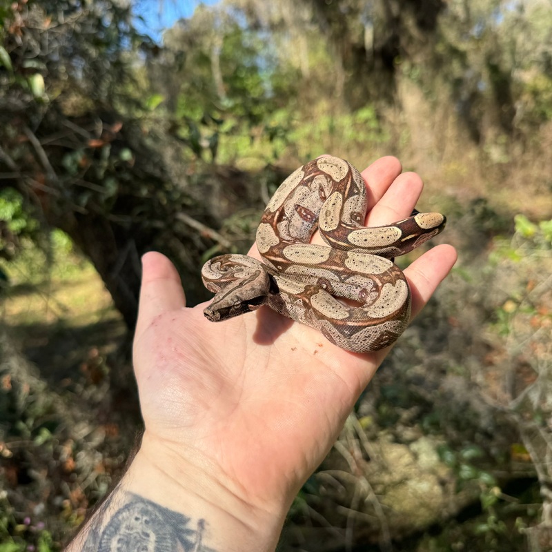 Suriname Red Tail Boa Male