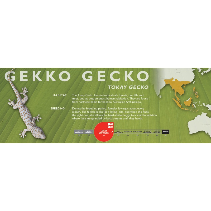 Tokay Gecko (Gekko gekco) Classic Vivarium Label