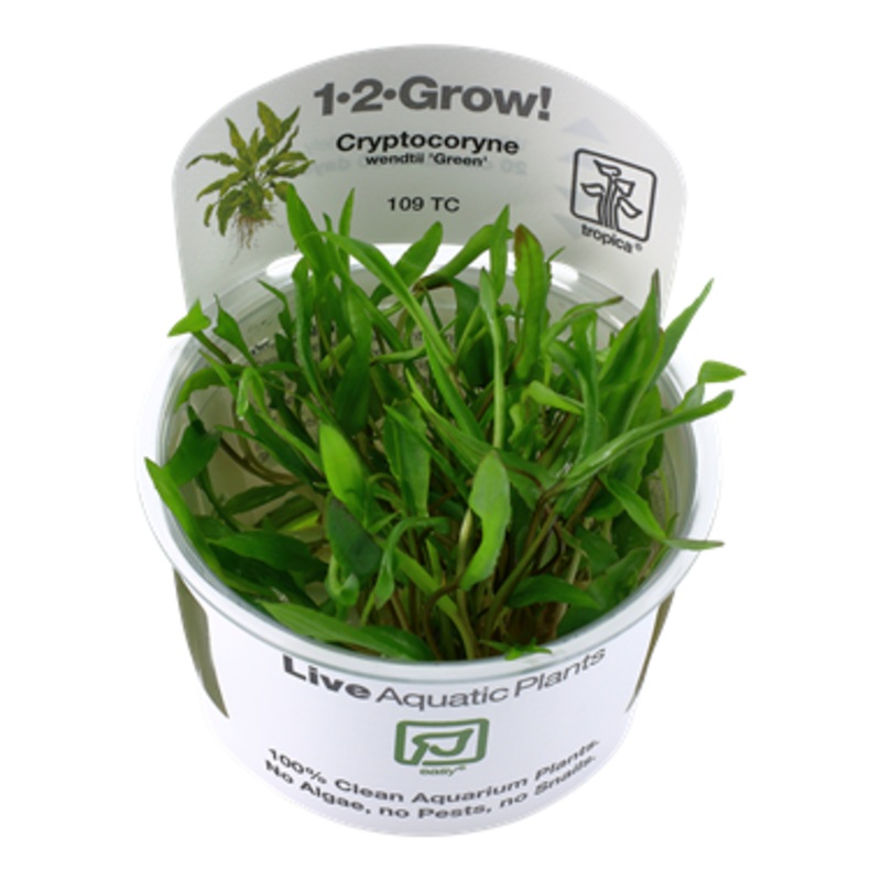 Tropica Cryptocoryne wendtii Green 1-2-Grow