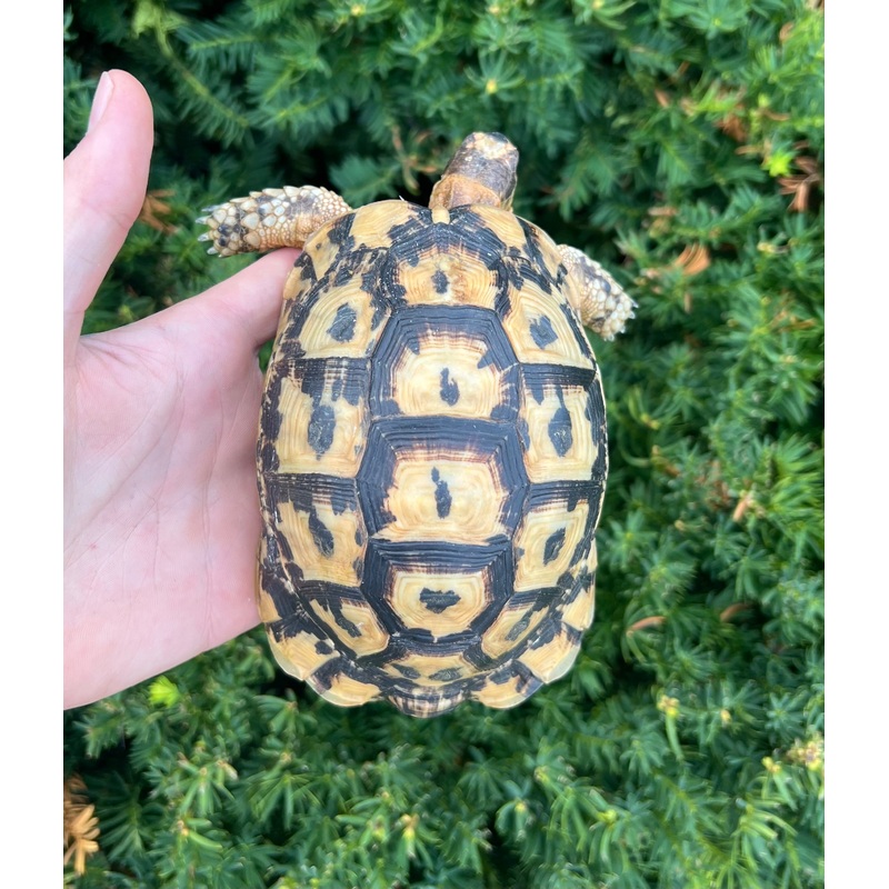 5 Greek Tortoise (Male 2)