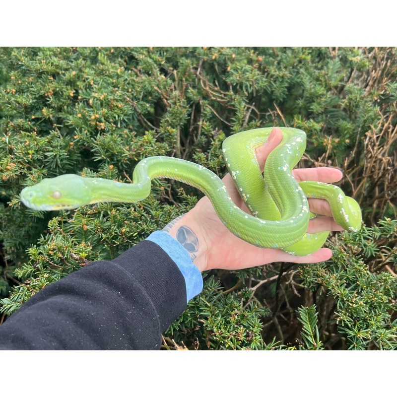 Adult Aru Green Tree Python (Male 1)