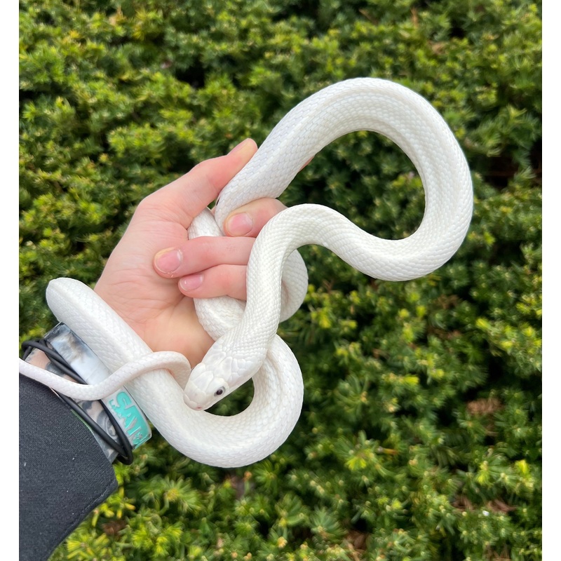 Adult Leucistic Texas Ratsnake (Female)