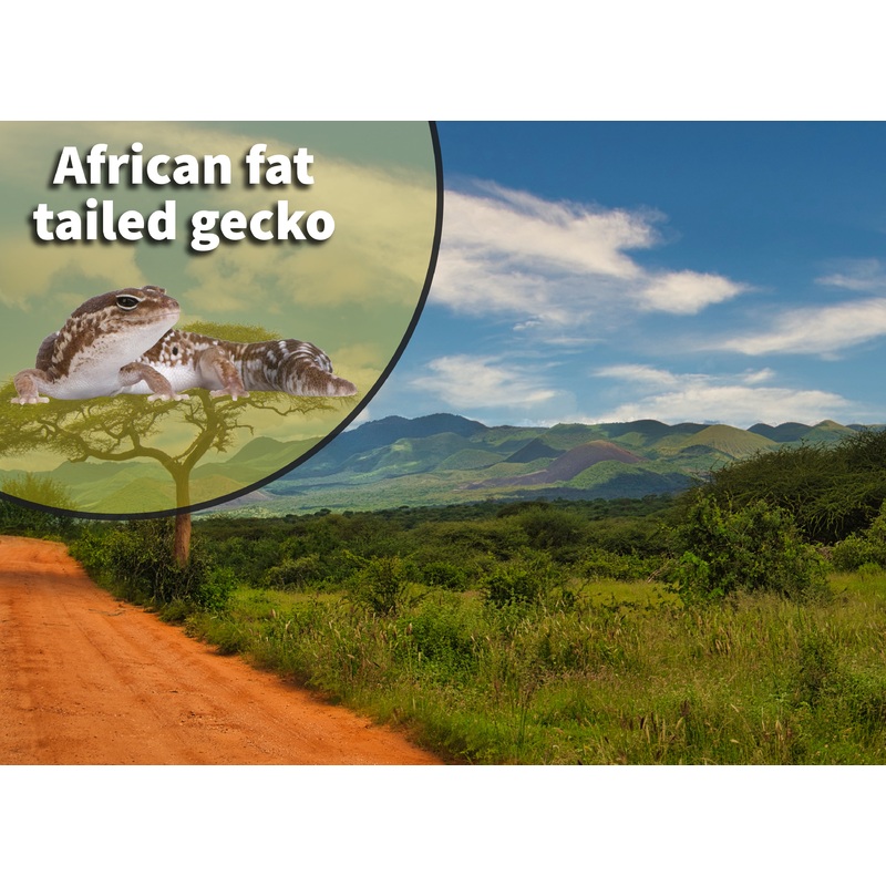 African Fat Tail Gecko (Hemitheconyx caudicinctus) Bioactive Vivarium Kit 10 gallon