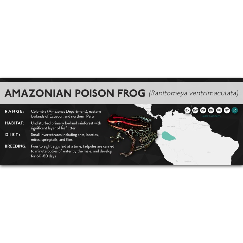Amazonian Poison Frog (Ranitomeya ventrimaculata) – X Label Laminated Paper