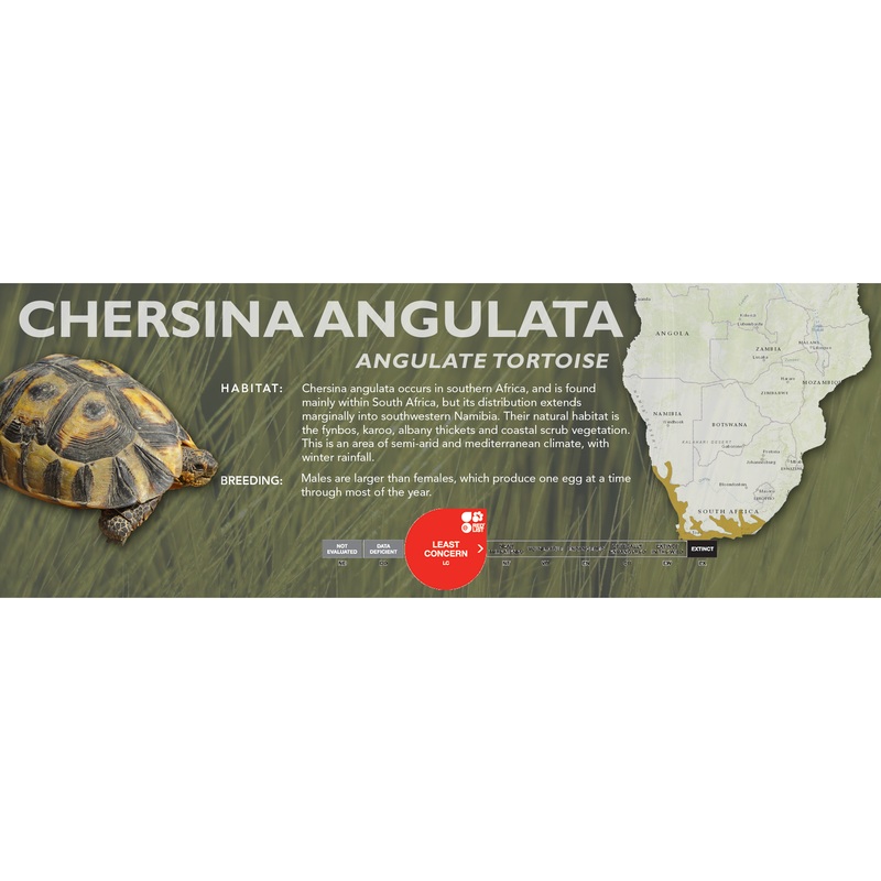 Angulate Tortoise (Chersina angulata) – Classic Vivarium Label