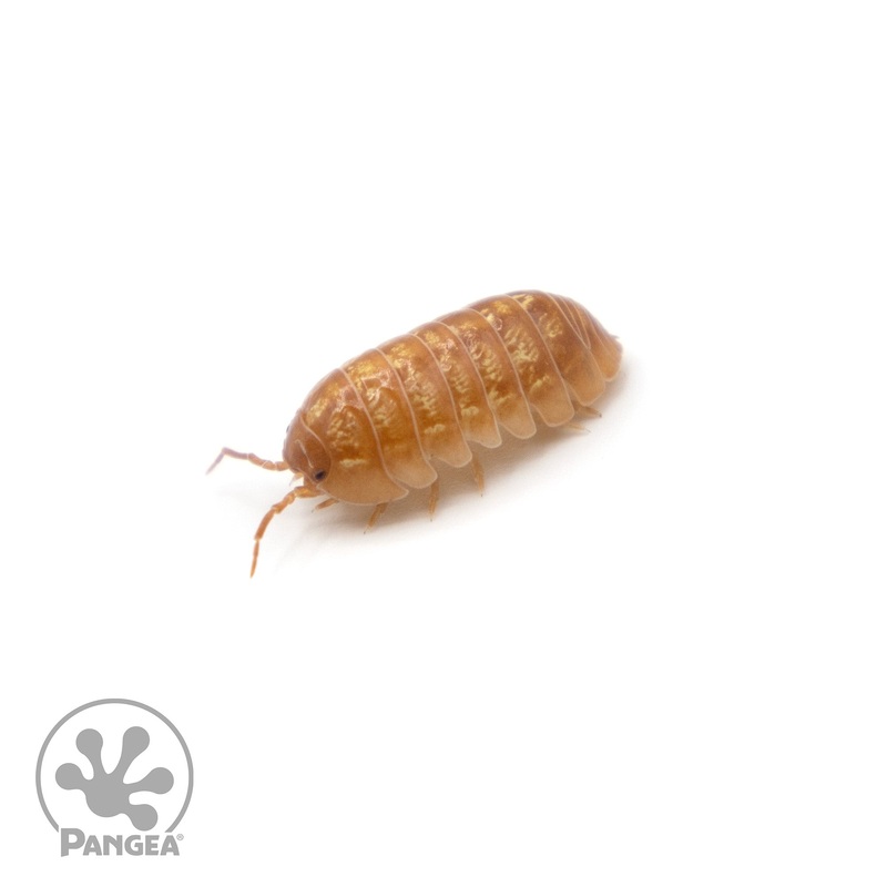 Armadillidium vulgare Orange Vigor Isopods 10 Count
