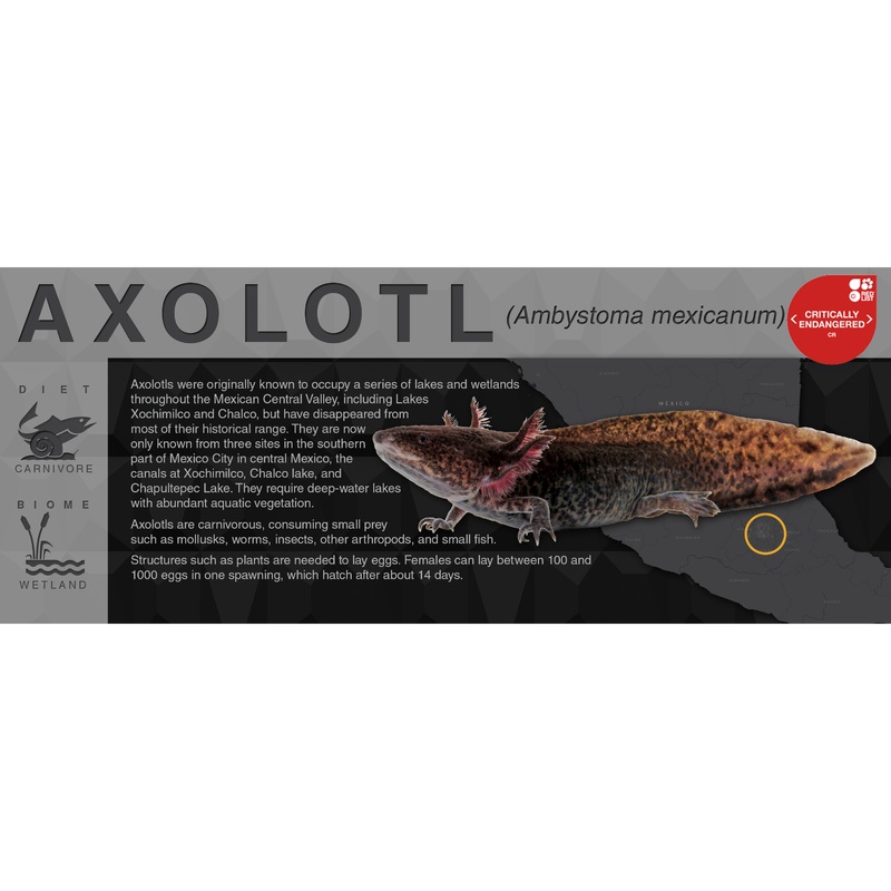 Axolotl (Ambystoma mexicanum) – Black Series Vivarium Label Natural Black