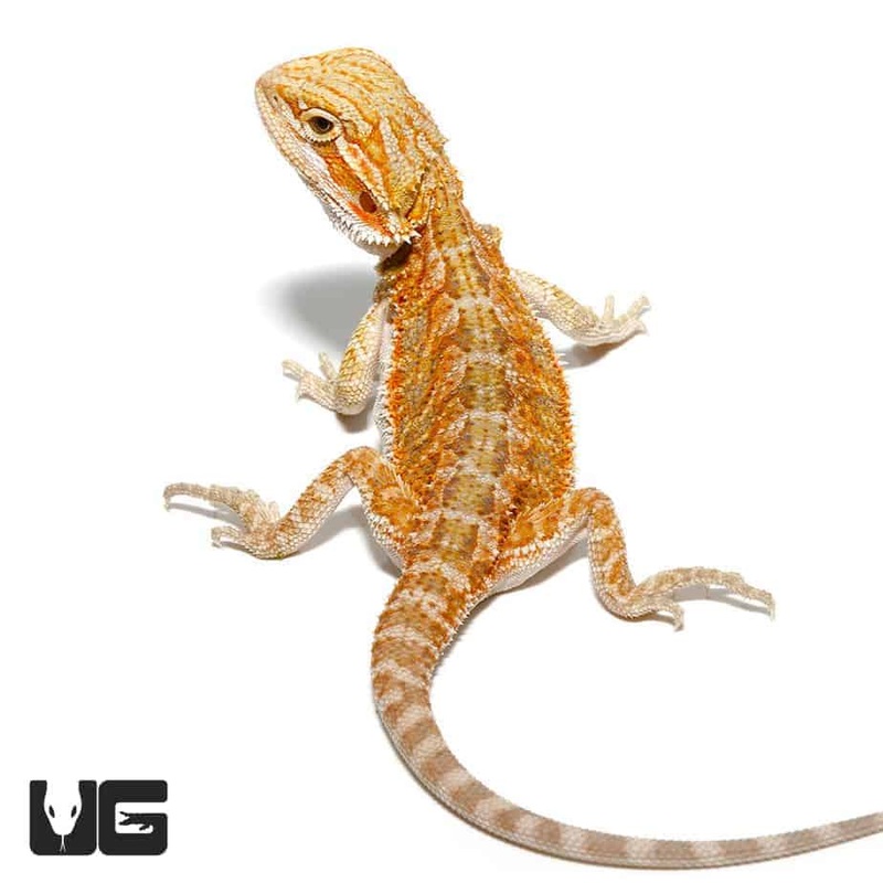 Baby Hypo Blue Bar Bearded Dragons For Sale