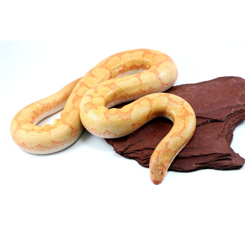 Bell Albino Kenyan Sand Boa