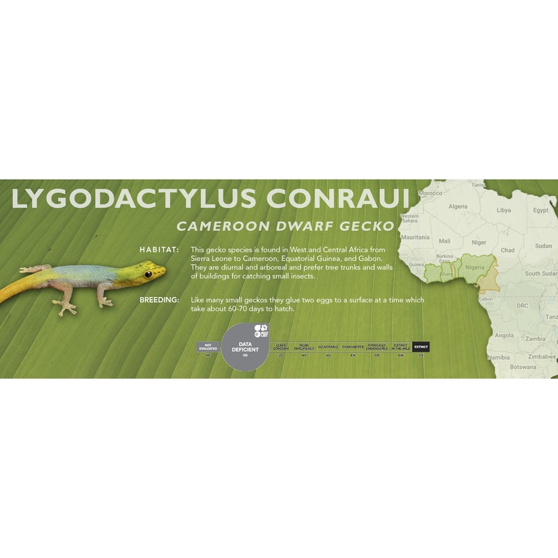 Cameroon Dwarf Gecko (Lygodactylus conraui) Classic Vivarium Label