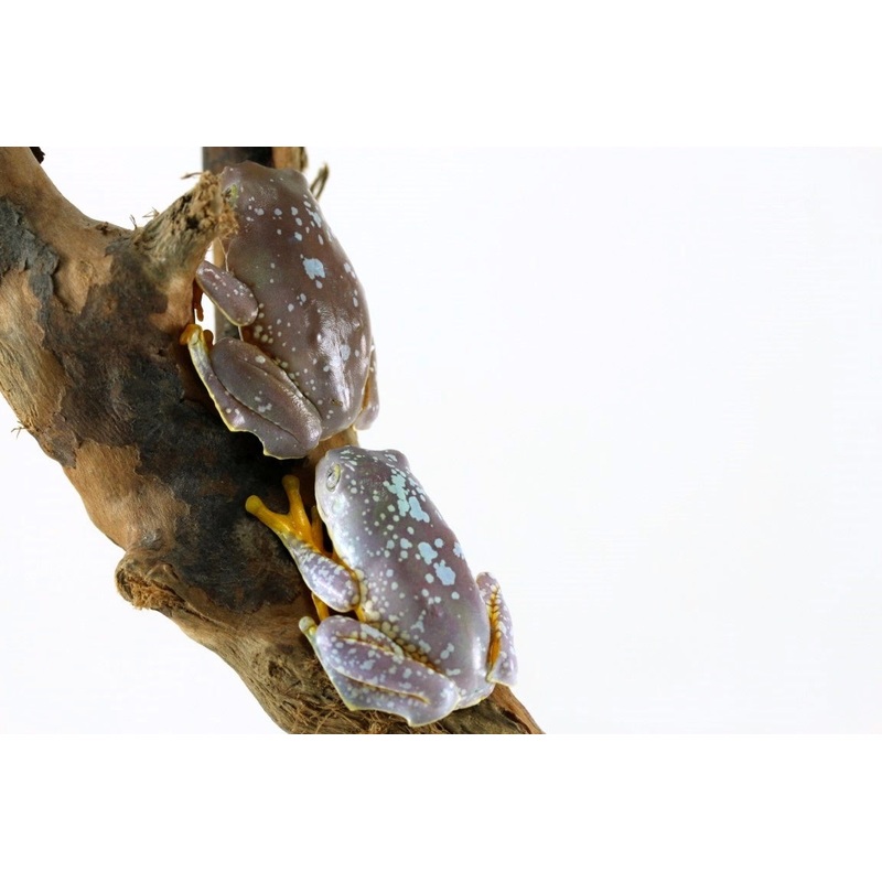 CB Fringed Leaf Frog