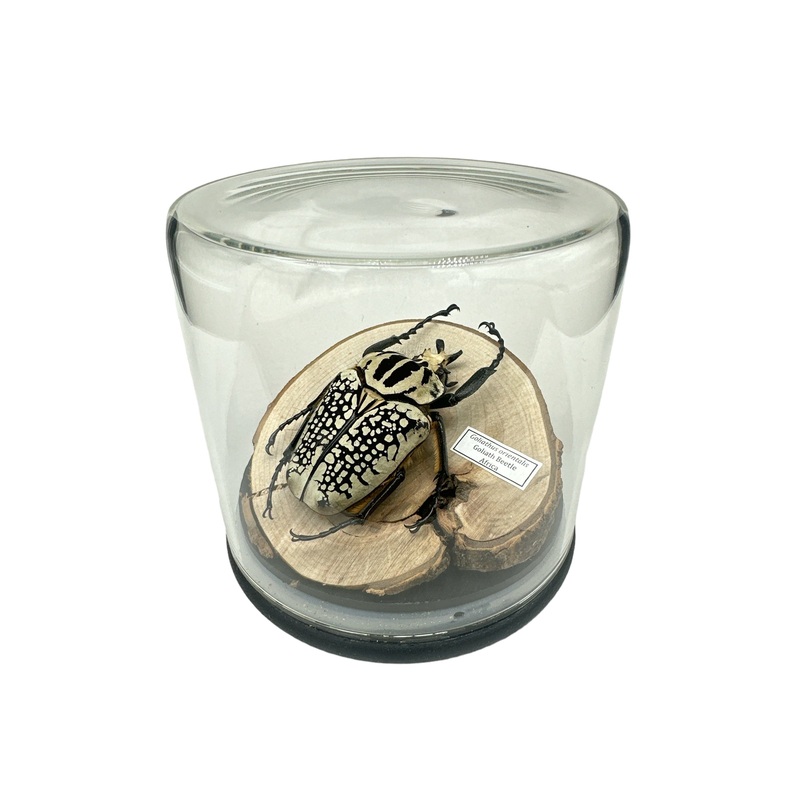 Goliath Beetle – Medium (Goliathus orientalis) – Glass Dome – Large