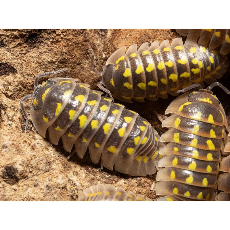 “High Yellow Spotted Giant” isopods (Armadillidium Gestroi) 10ct