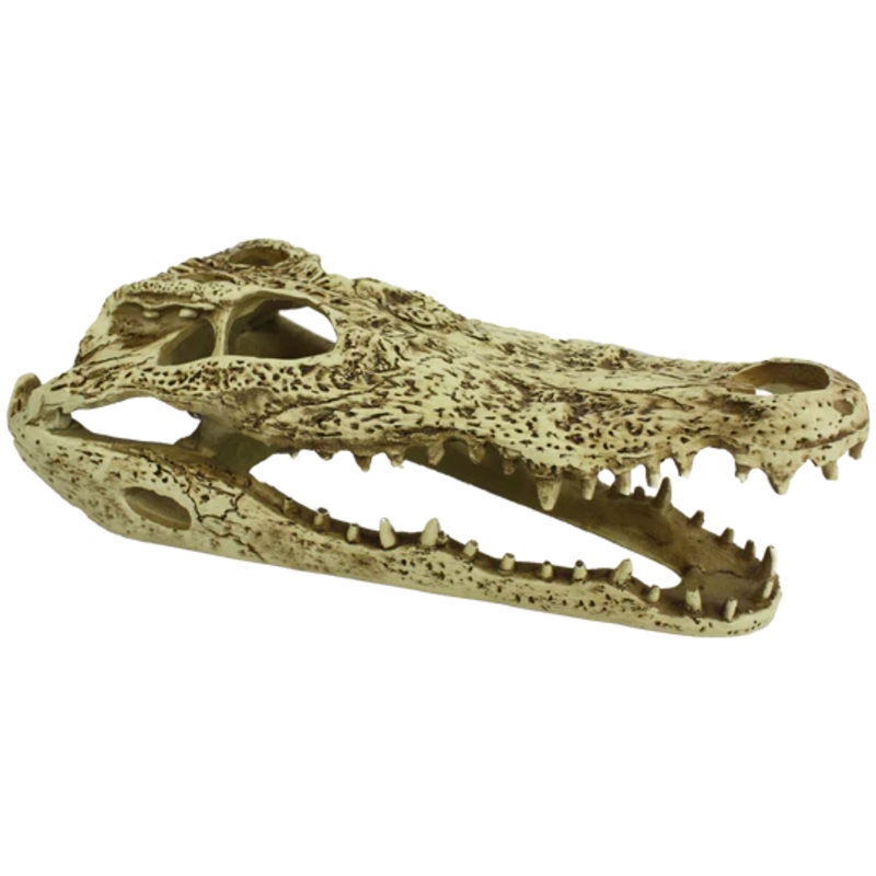 Komodo Alligator Skull