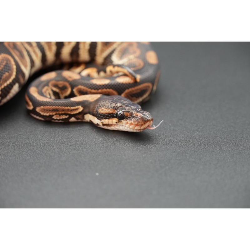 Male Black Pastel 24-10-4