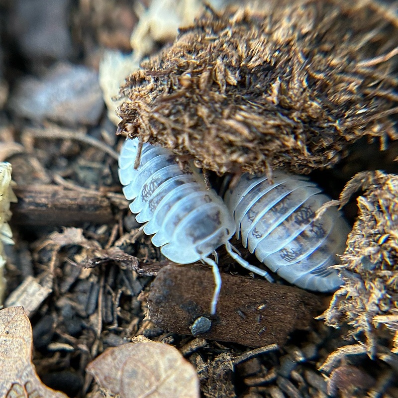 Nesodillo sp. Shiro Utsuri