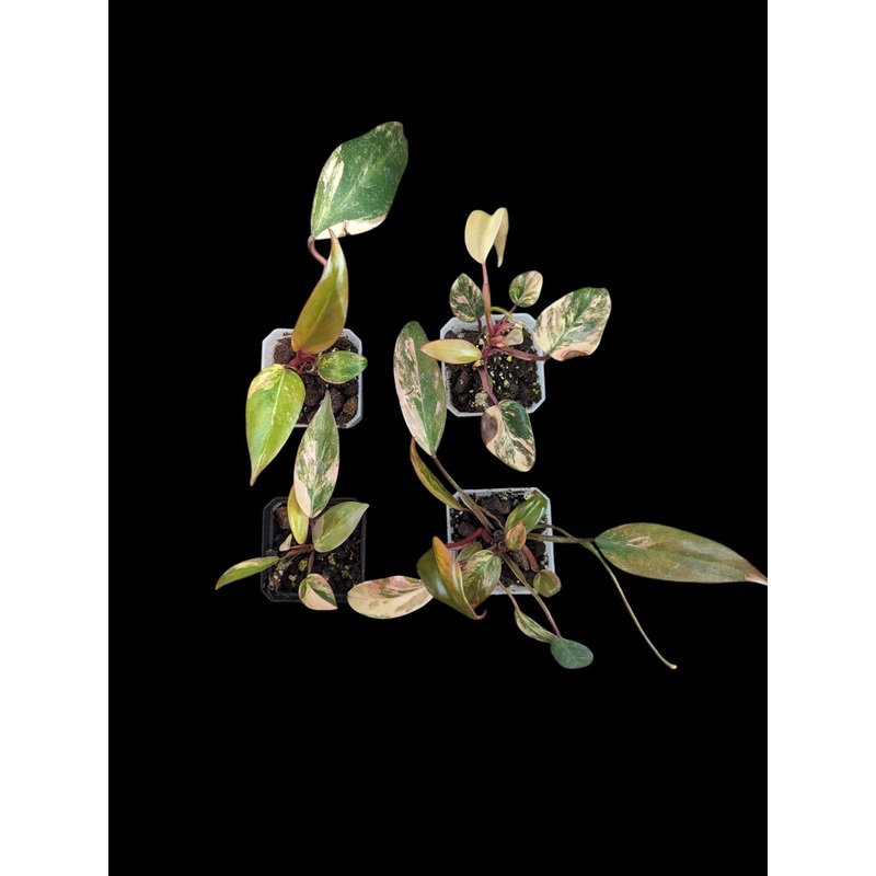 Philodendron Strawberry Shake Variegated