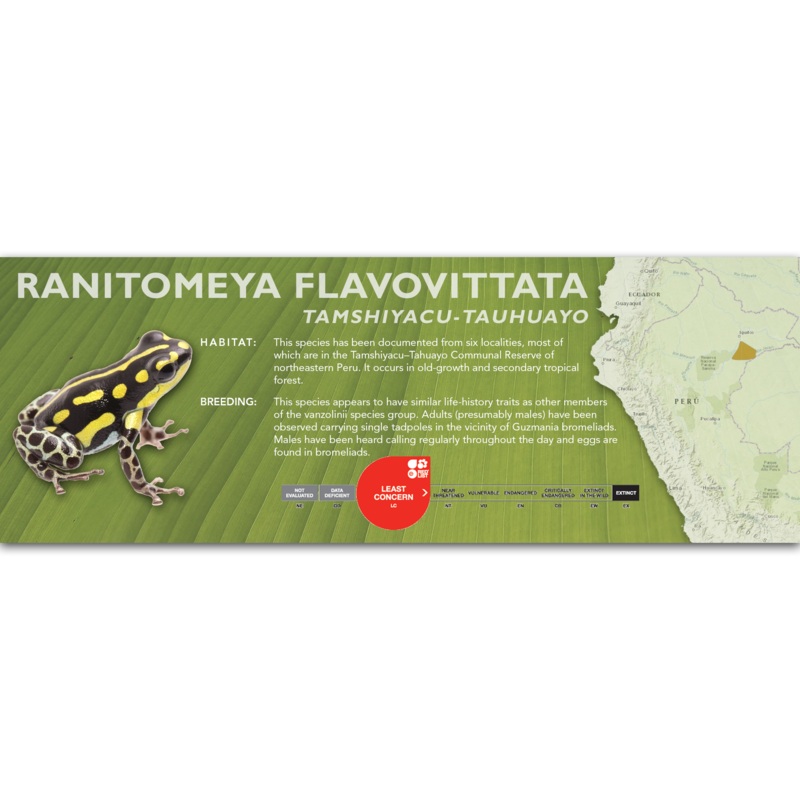 Ranitomeya flavovittata – Classic Vivarium Label Tamshiyacu-Tauhuayo (Nominant)