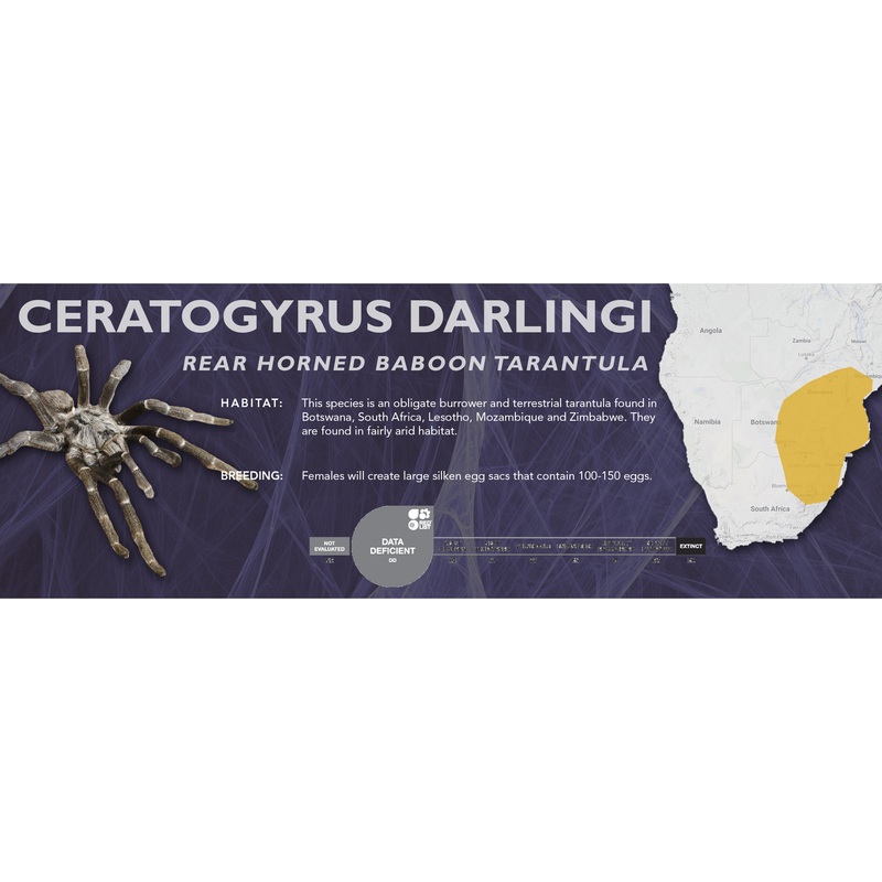 Rear Horned Baboon Tarantula (Ceratogyrus darlingi) – Classic Vivarium Label