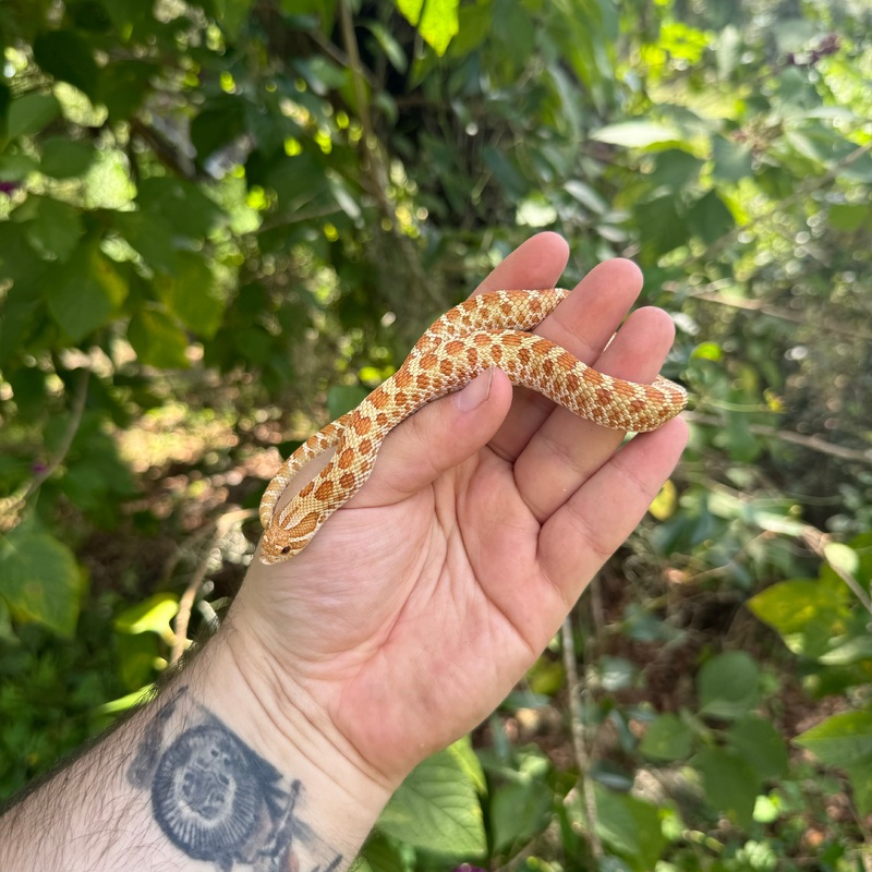 Yearling Artic Toffee Hognose Snake Male