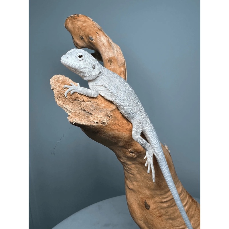 Zero Bearded Dragons