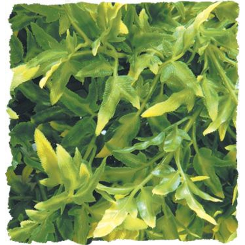 Zoo Med Naturalistic Flora – Bolivian Croton Small (10″ long)