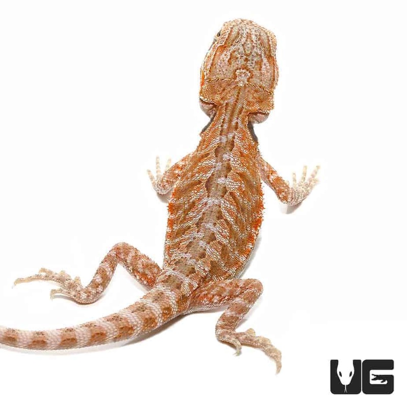 6-8 Inch Hypo Leatherback Bearded Dragon For Sale