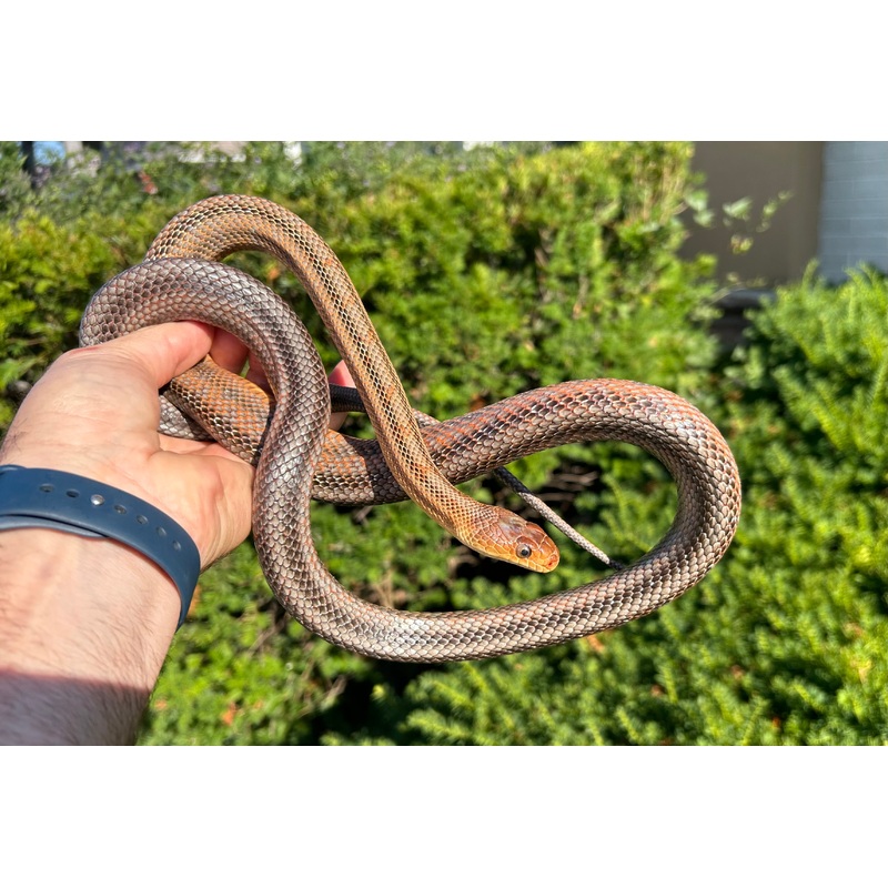 Adult High-Orange Baird’s Ratsnake (Female)