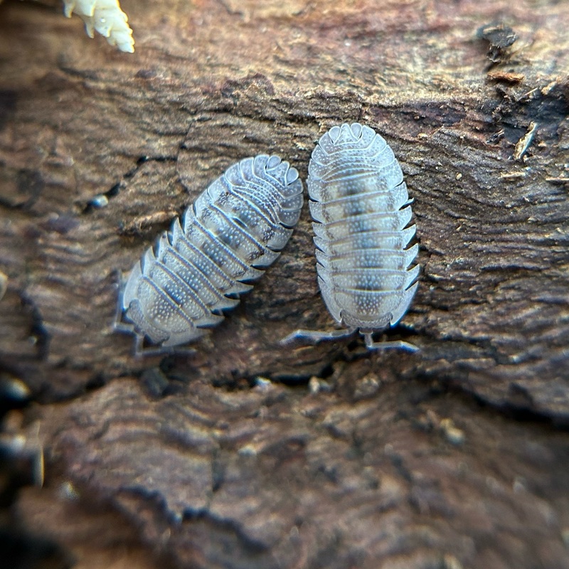 Armadillidium peraccae