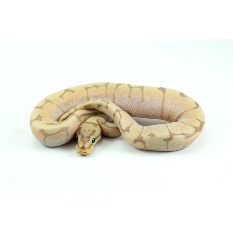 Banana Spider Ball Python
