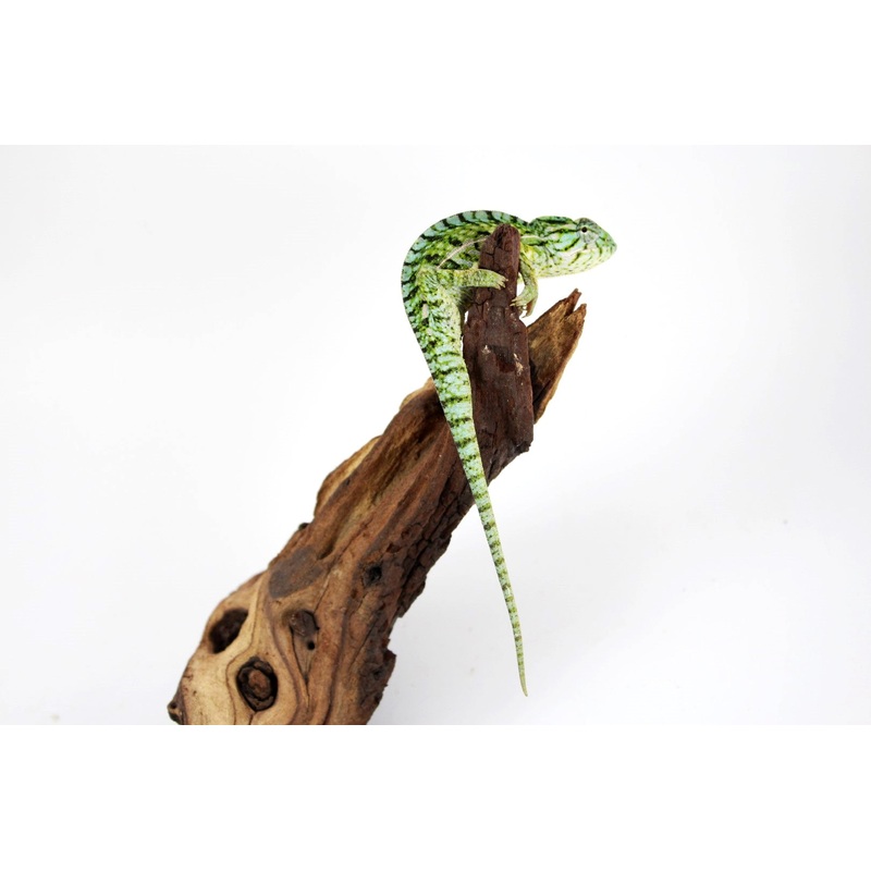 Carpet Chameleon