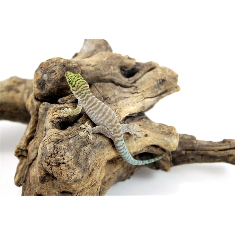 CB Standing’s Day Gecko