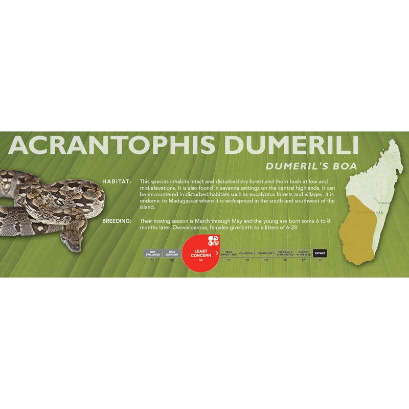 Dumeril’s Boa (Acrantophis dumerili) Classic Vivarium Label