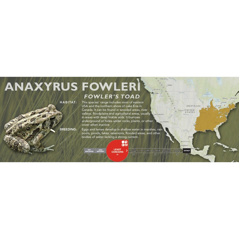 Fowler’s Toad (Anaxyrus fowleri) – Classic Vivarium Label