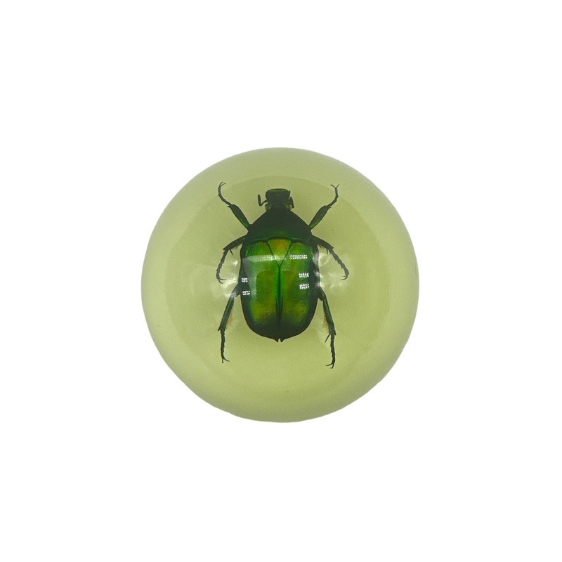 Green Rose Chafer Beetle – Specimen In Resin W/ Glow In The Dark Base