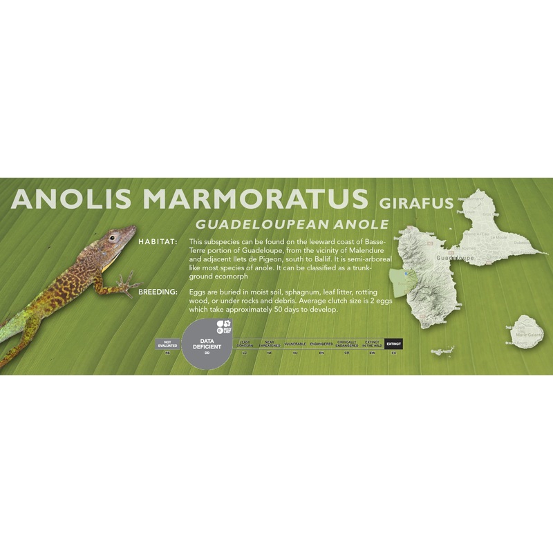 Guadeloupean Anole (Anolis marmoratus) Classic Vivarium Label Girafus