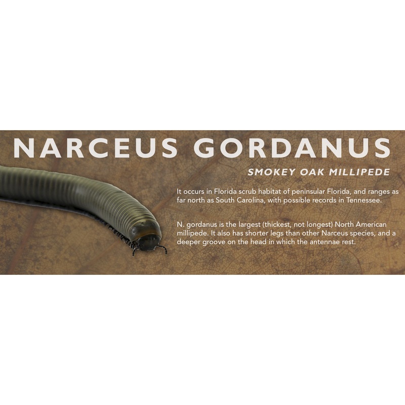 Narceus gordanus – Smokey Oak Millipede Label Standard Size 7″ x 2.5″