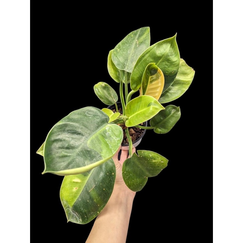 Philodendron Green Congo Variegated