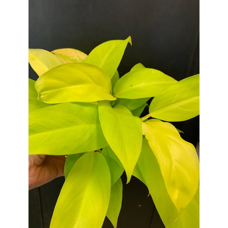 Philodendron Lemon Lime 6″ Pot