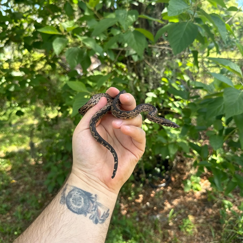 Solomon Island Ground Boa