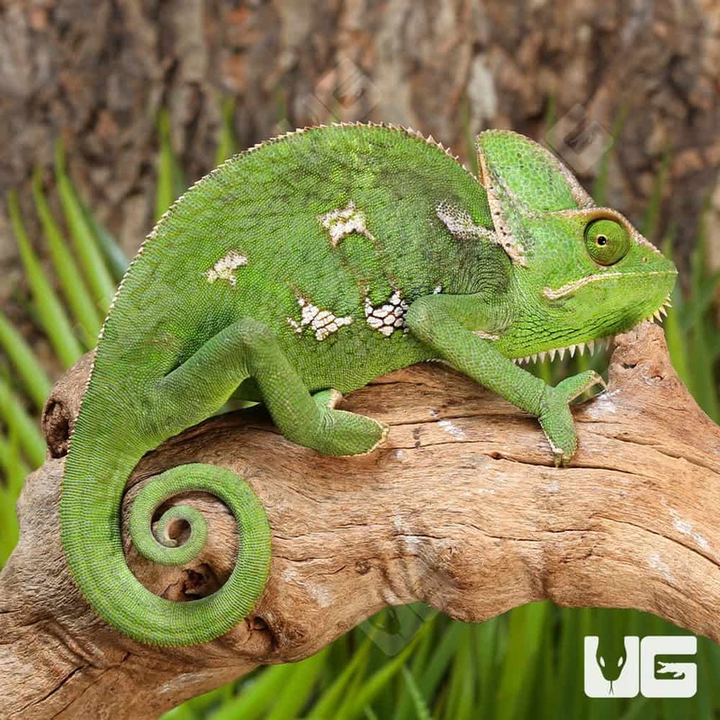9-11 Inch Veiled Chameleons For Sale